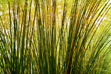 Closeup bamboo for background