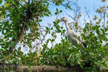 An Asian openbill stork is picking up a fresh branch from a tree to build a nest