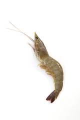 One raw shrimp  on white