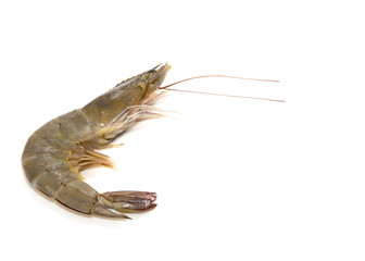 One raw shrimp  on white