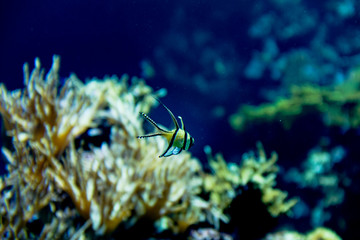 Little striped yellow  fish i in the blue water with reef