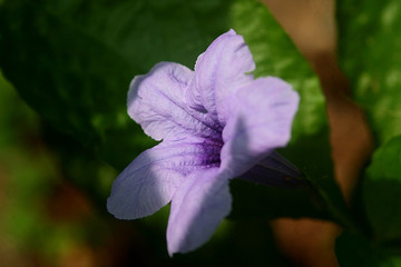 Purple garden flower blooming