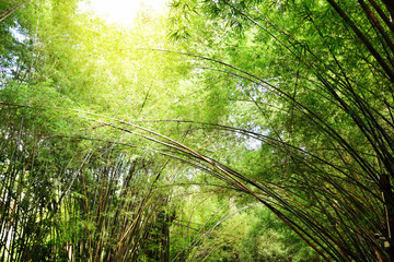 Plakat Closeup bamboo for background