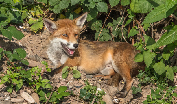 rotfuchs