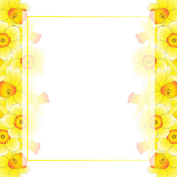 Yellow Daffodil - Narcissus Banner Card Border