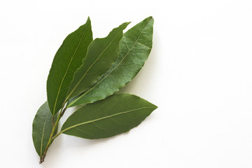 Naklejka na ściany i meble Laurel leaf branch on white background
