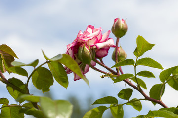 garden pink roses on sky background