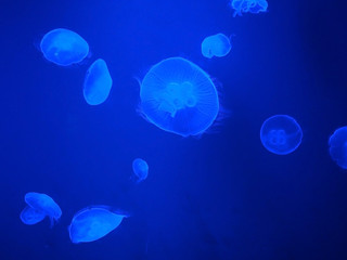 Obraz na płótnie Canvas jellyfishes in aquarium