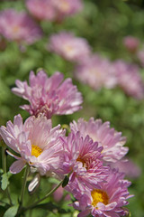 chrysanthemums in a sunlight