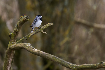 A white wagtail (motacilla alba) is resting on a branch of a tree