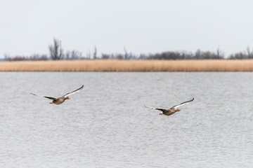 A couple of greylag geese are flying over Oostvaardersplassen