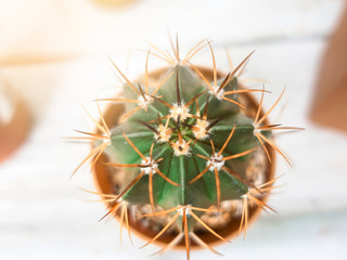 Close up cactus plant, selective focus.