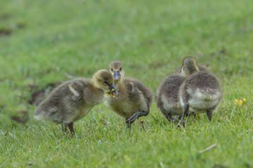 graugansküken fressen löwenzahn