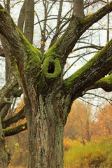 Moss on a tree