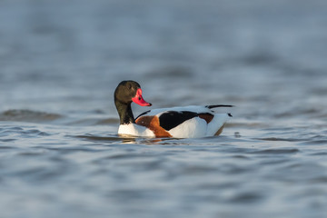 Brandgans in der ostsee
