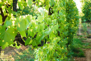 Many grapes wine on the vine that is hanging under the plant for concept design, Beautiful grape farm for tourism in vintage tone