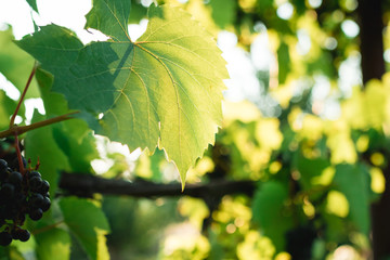 Many grapes wine on the vine that is hanging under the plant for concept design, Beautiful grape farm for tourism in vintage tone
