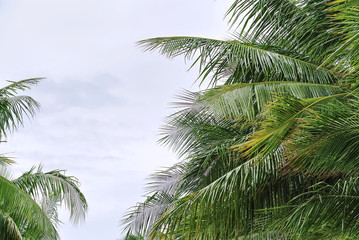 Fototapeta na wymiar Fresh Green Coconut Tree Leaves Against Cloudy Sky
