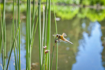 Closeup of dragonfly on water surface