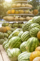 Group of fresh ripe green watermelons and yellow sweet melons