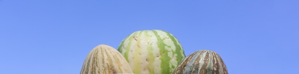 Group of fresh ripe yellow sweet melons and watermelons. Cantaloupe melons for sale in organic farm.