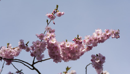 Japan cherry blossom