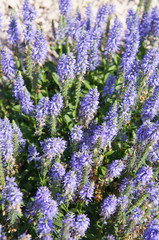 Obraz premium Veronica spicata ulster dwarf blue plant