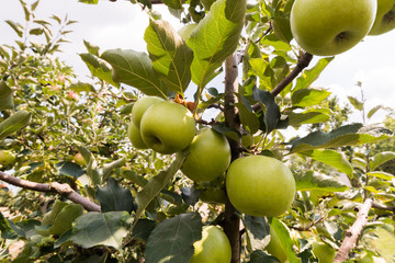 Rippe green apples in the orchard