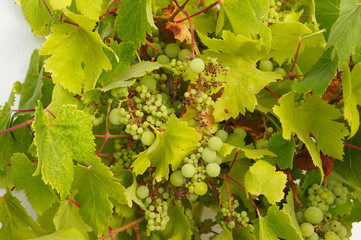 White grapes green foliage background