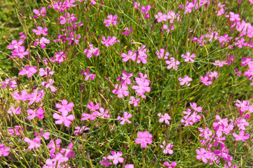 Dianthus deltoides pink flowers
