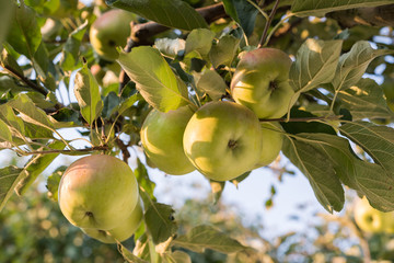 Rippe green apples in the orchard