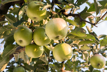 Rippe green apples in the orchard