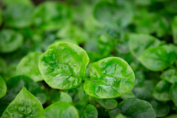 watercress in vegetable garden