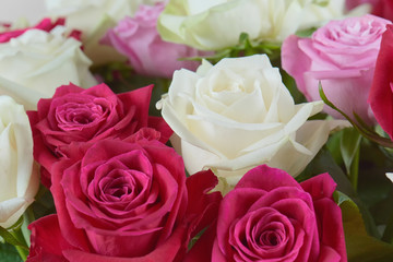 A large bouquet of red, pink and white roses close-up. Congratulations on the holiday. Love and tenderness.