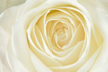 One white rose close-up. Macro photo, beautiful  floral background.