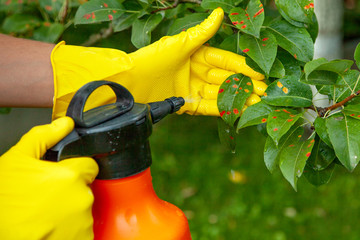 Pear leaves in red dot. Gardener sprinkles diseased tree leaves  against the fungus and pests