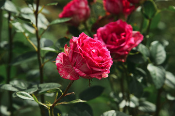 Roses are garden, blooming.