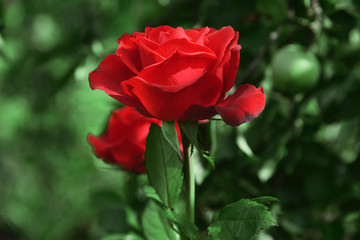 Roses are garden, blooming.