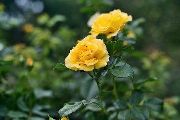 Roses are garden, blooming.