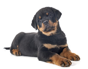 Fototapeta premium puppy rottweiler
