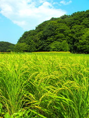 実りの田圃と森風景