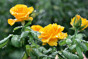 Rose garden, blooming in the rain drops.