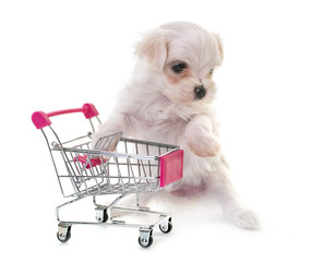 puppy maltese dog