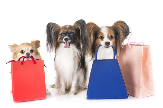 Shopping 2025 with dog