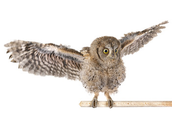 Eurasian scops owl