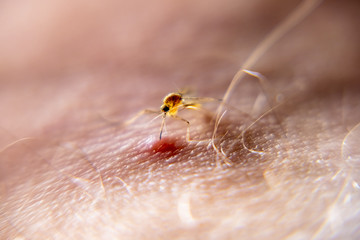 Close-up of mosquito sucking blood from human skin