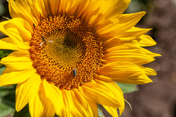 Obraz premium A wasp flies near a sunflower, A close-up of one young bright yellow sunflower on a sunflower field in a warm sunny day, the background is blurred, a blue noob