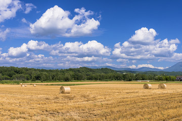 丘の町・美瑛の田園風景