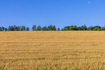 丘の町・美瑛の田園風景