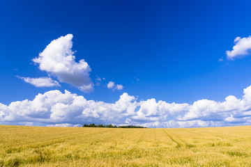 Obraz premium 丘の町・美瑛の田園風景